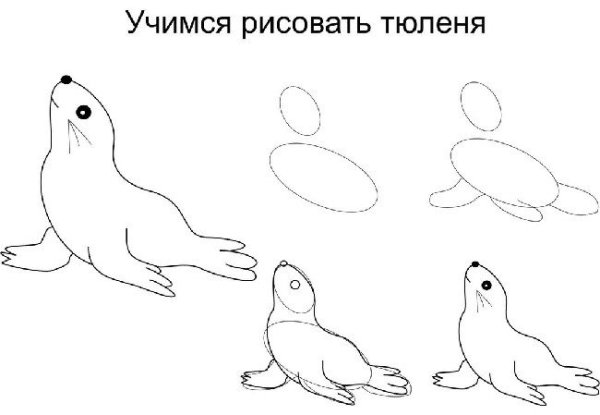 Поэтапное рисование тюленя для детей