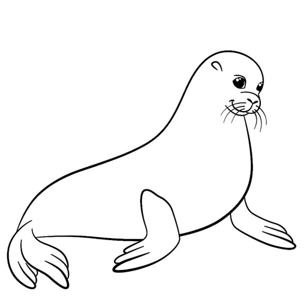 Морской котик раскраска