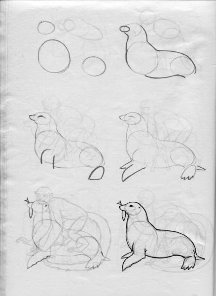 Морской котик поэтапное рисование