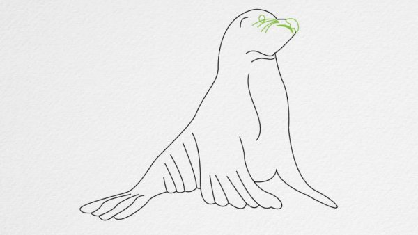 Морской котик картинки карандашом