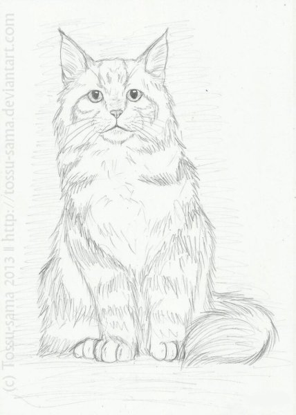 Раскраска кот Мейн кун