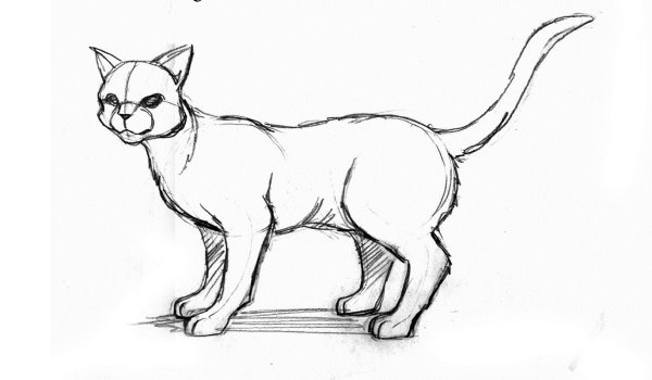 Кошка рисунок карандашом