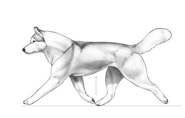 Собака в движении карандашом
