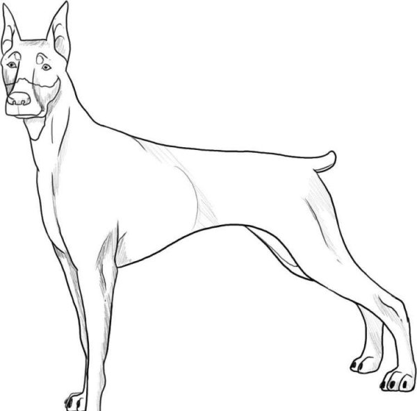 Собака Доберман для срисовки
