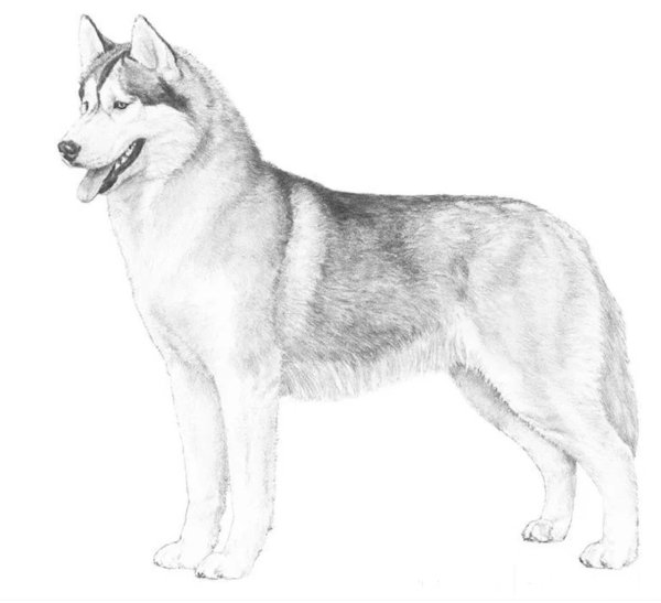 Стандарт породы Сибирский хаски