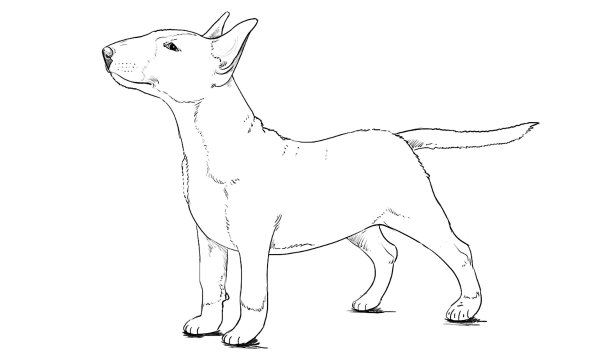 Бультерьер рисунок для срисовки