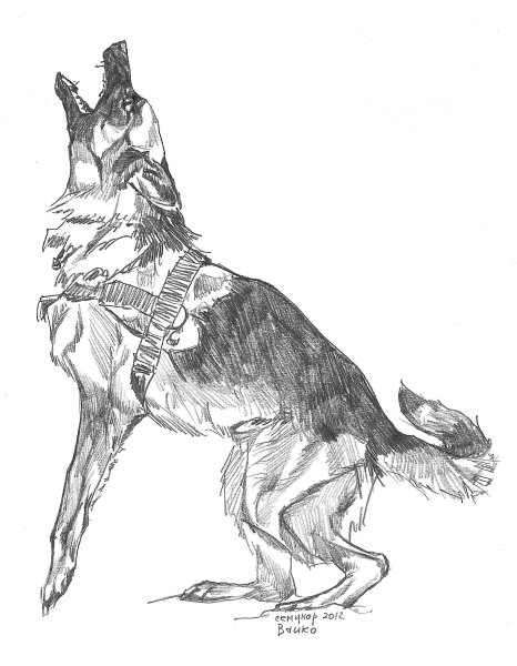 Овчарка карандашом