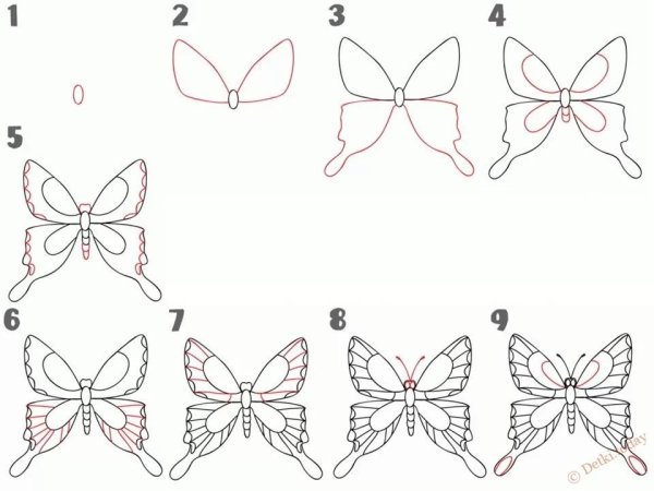 Поэтапное рисование бабочки