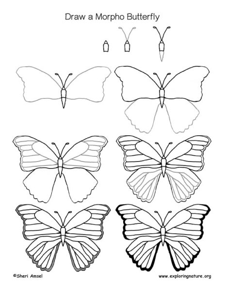 Уроки рисования бабочка