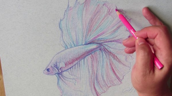 Красивые рисунки карандашами цветными легкий