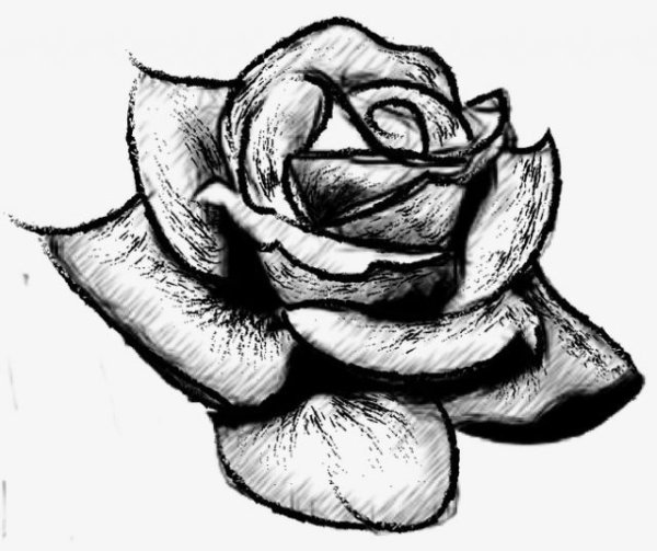Рисунок розы для срисовки