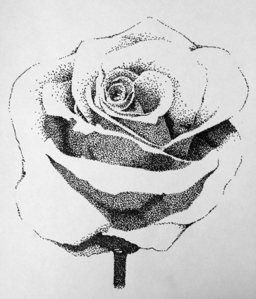 Роза черной ручкой