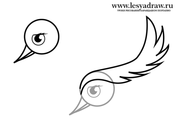 Павлин шаблон для рисования