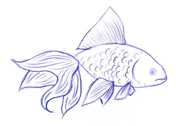 Рисование золотой рыбки поэтапно