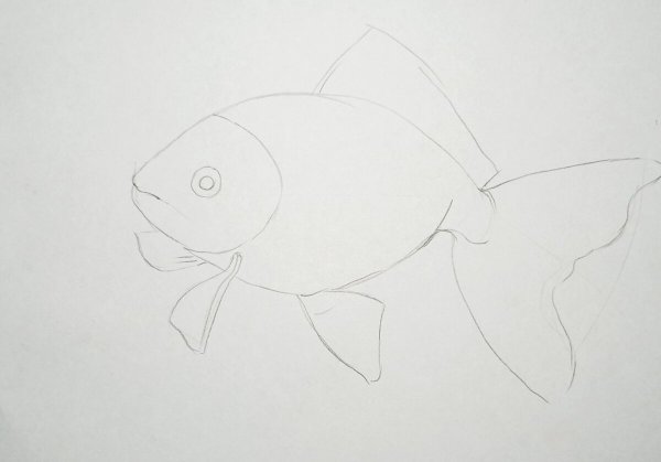 Этапы рисования рыбки