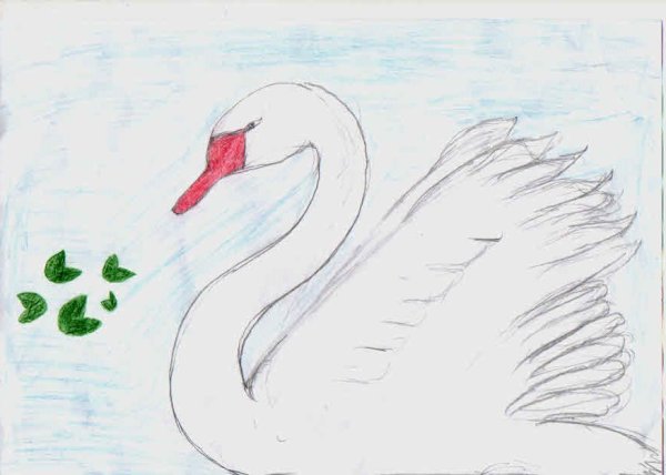 Лебедь рисунок карандашом