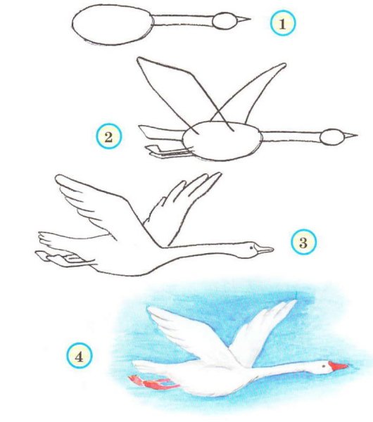 Рисование птицы поэтапно