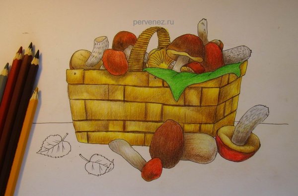 Корзинка с грибами раскраска