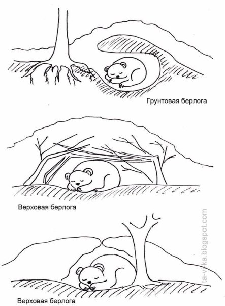 Медведь в спячке