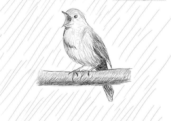 Соловей рисунок карандашом