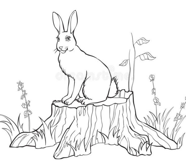Заяц на пне раскраска