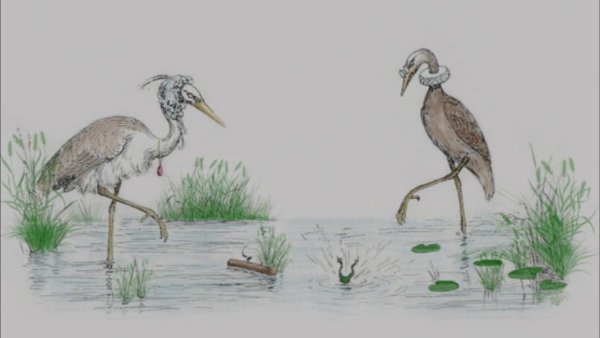 Иллюстрация к сказке журавль и цапля 5 класс