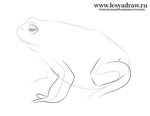 Рисунок жаба и роза карандашом