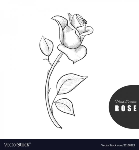 Сказка о жабе и Розе раскраска