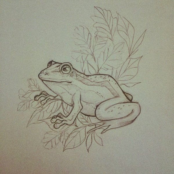Лягушка карандашом