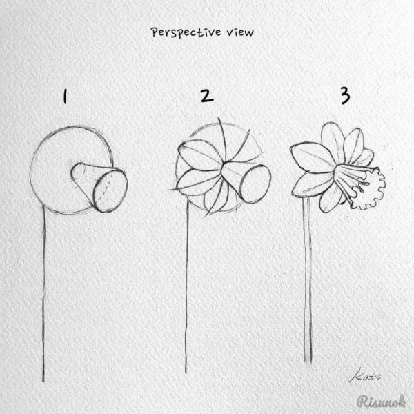 Этапы рисования цветка