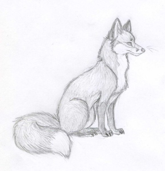 Рисунки животных карандашом