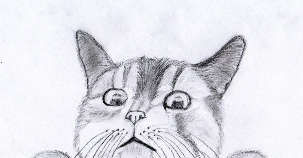 Рисунки котов