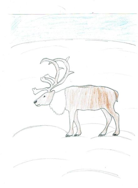 Тундра рисунок