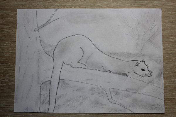 Рисунки тундры для срисовки