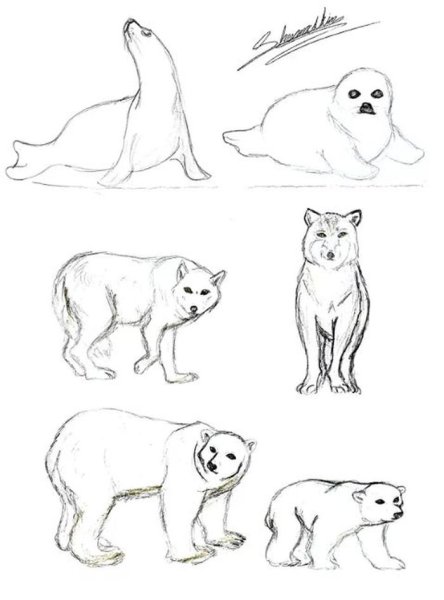 Картинки для срисовки Дикие животные