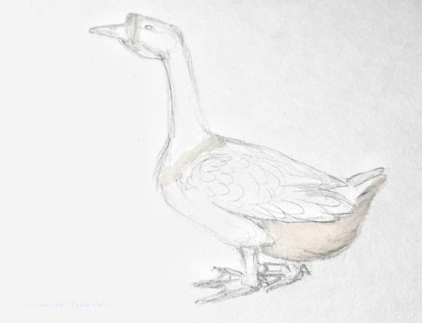 Рисование гуся