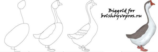 Гусь поэтапное рисование для детей