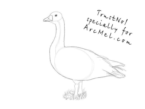 Гусь для рисования карандашом