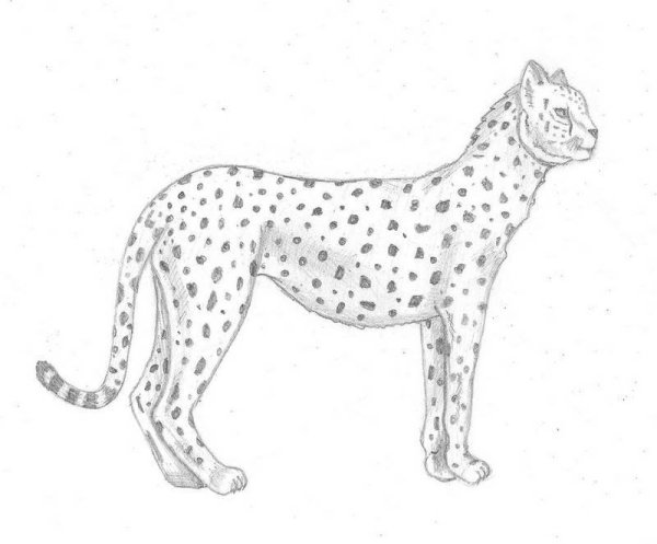 Поэтапное рисование гепарда