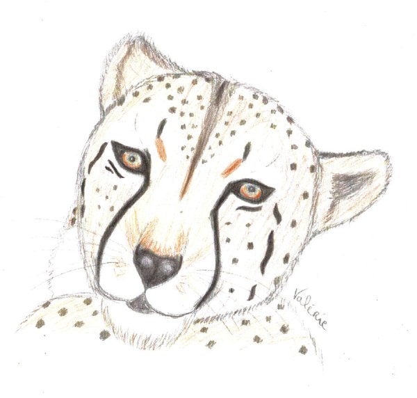 Гепард рисунок карандашом