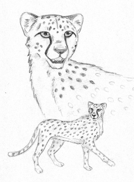 Гепард для рисования