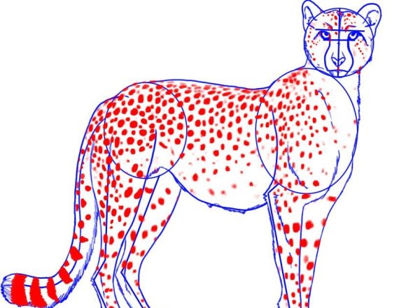 Пошаговое рисование гепарда