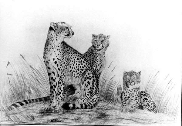 Зарисовки гепарда