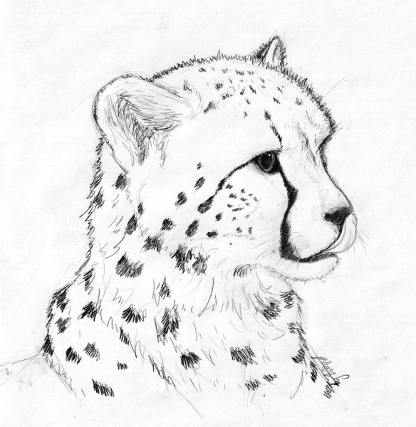 Рисунки карандашом для срисовки животных