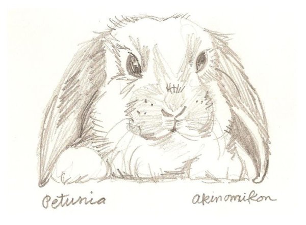 Наброски зверей