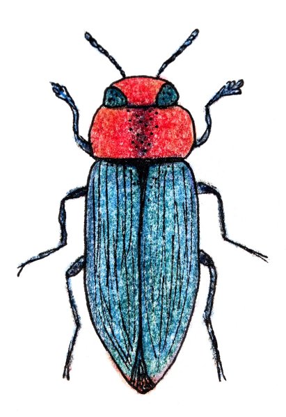 Рисование Жуков