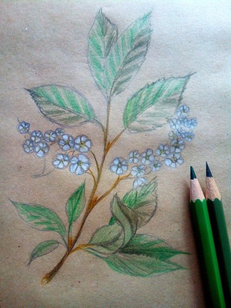 Черемуха рисунок