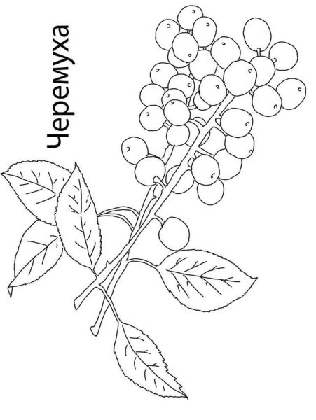 Черемуха раскраска