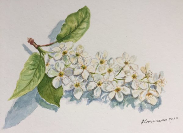 Черемуха акварель веточка
