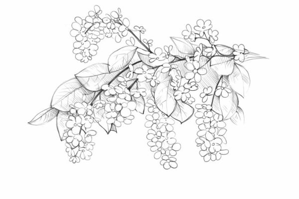 Раскраска черемуха душистая